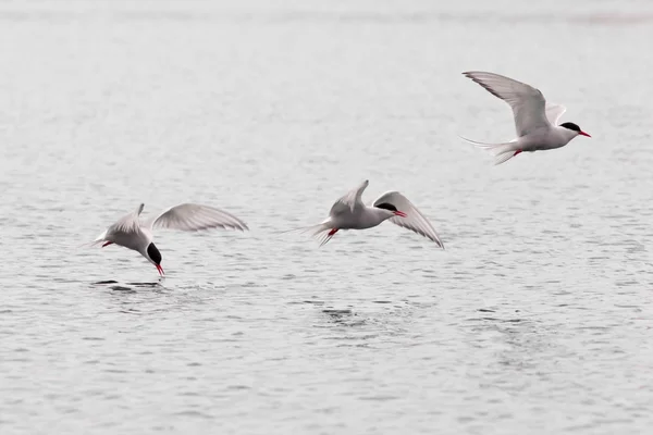 Badania stroboskopowe latający Rybitwa popielata nad jeziorem — Zdjęcie stockowe