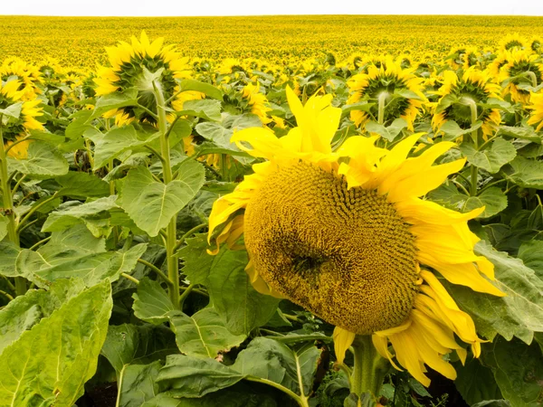 Oblasti rozkvétají žluté slunečnice na obzoru — Stock fotografie