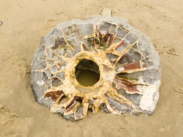 Septarian concretion of NZ found Moeraki boulder — Stock Photo, Image
