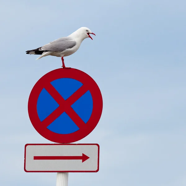 Seagull perched beak open on no stopping roadsign — Stock Photo, Image