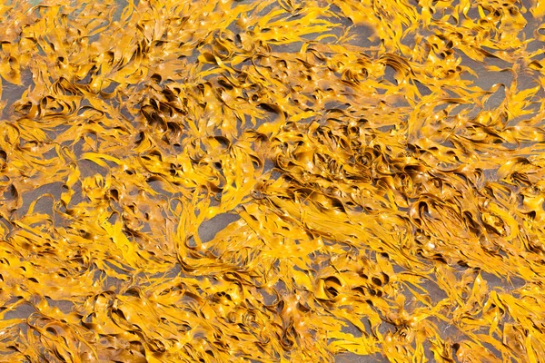 Stier kelp messen op oppervlakte achtergrondstructuur — Stockfoto
