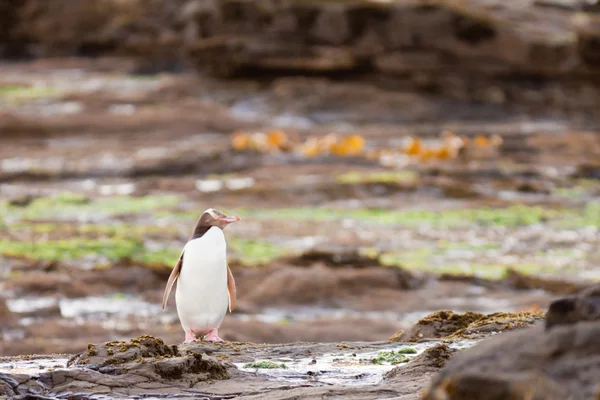 Pingüino adulto de ojos amarillos de Nueva Zelanda o Hoiho en la orilla — Foto de Stock