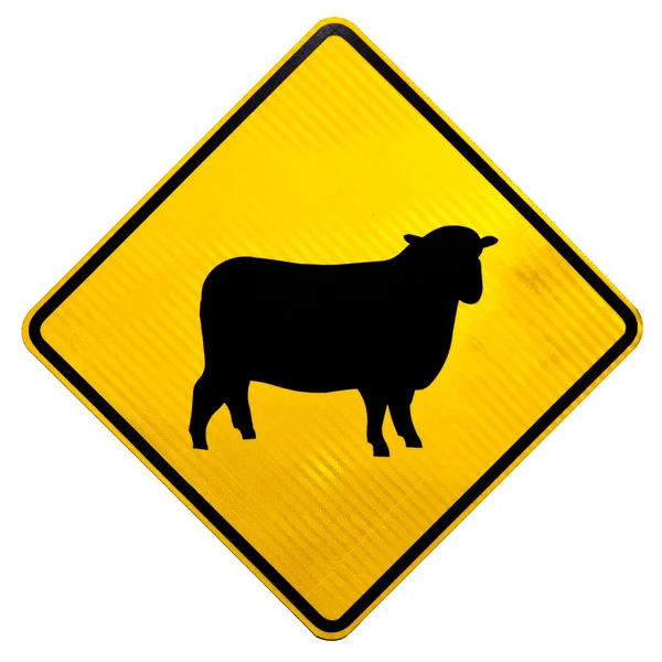 Pozornost ovce přes dopravní značka — Stock fotografie
