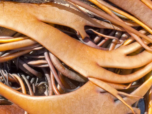 Лезвия булла Kelp на поверхности — стоковое фото