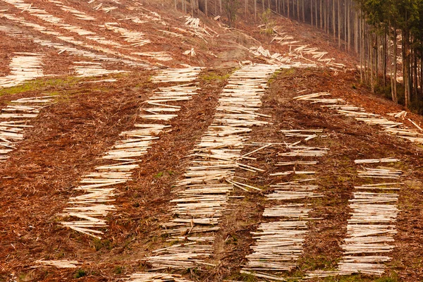 材木の収穫のための広大な皆伐のユーカリの森 — ストック写真
