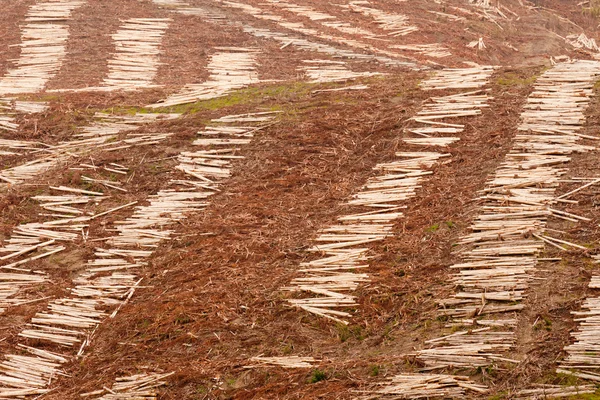 Vaste forêt d'eucalyptus coupée à blanc pour la récolte du bois — Photo