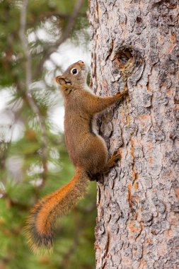 Curious cute American Red Squirrel climbing tree clipart