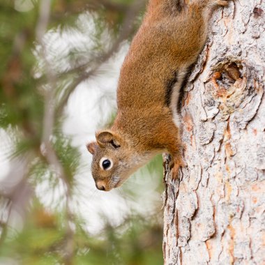 Curious cute American Red Squirrel climbing tree clipart
