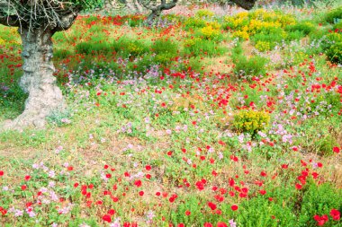 Blooming wildflowers under olive trees in Greece