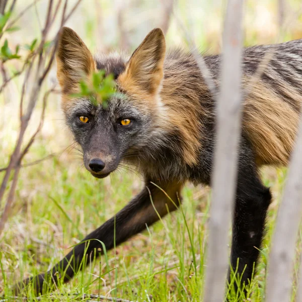 Przenikliwy wzrok wpisu red fox rodzaj vulpes — Zdjęcie stockowe