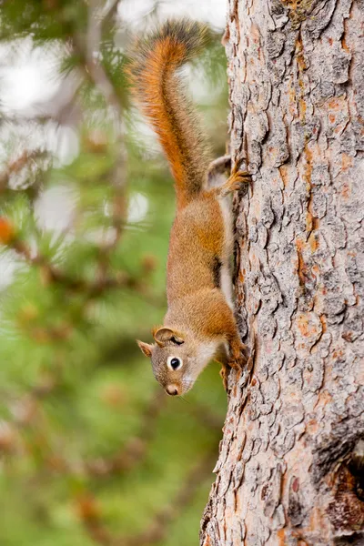 Kíváncsi aranyos vörösmókus fa hegymászó — Stock Fotó