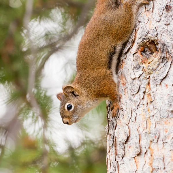 Neugierig süße amerikanische rote Eichhörnchen klettern Baum — Stockfoto