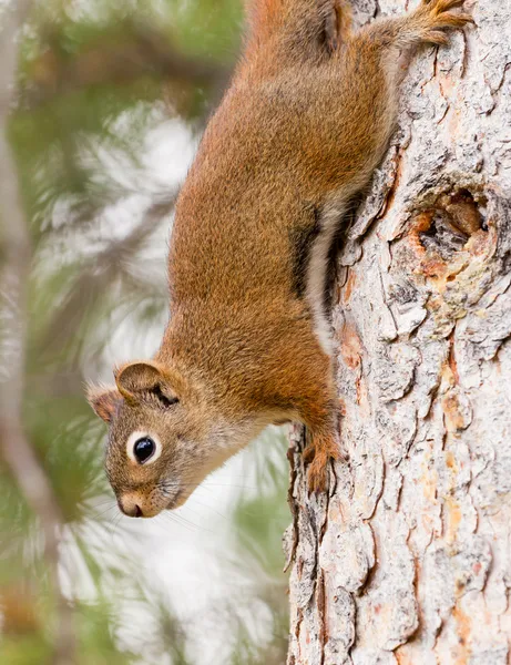 Neugierig süße amerikanische rote Eichhörnchen klettern Baum — Stockfoto