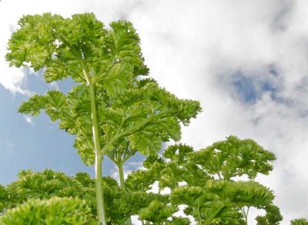 Curly parsley plants in herb garden against sky — Stok fotoğraf