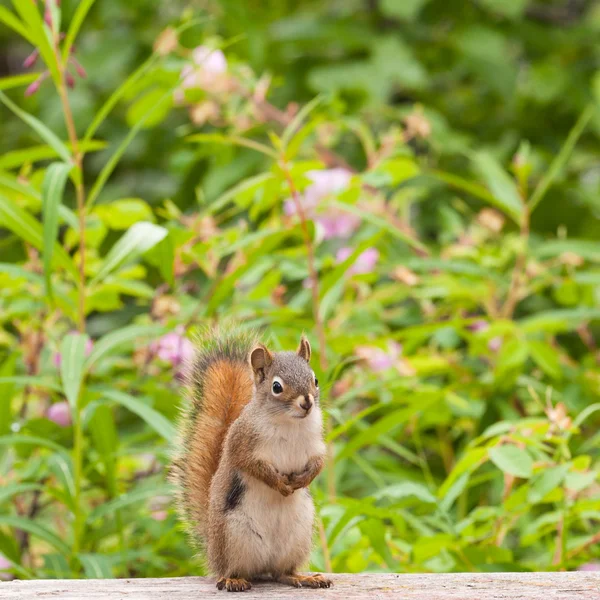 Curioso carino scoiattolo rosso americano posa vigile — Foto Stock