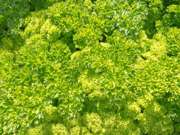 Background of fresh curly parsley in herb garden — Stockfoto