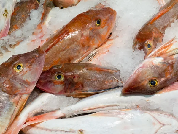 Oferta de peixe fresco refrigerado com gelo picado — Fotografia de Stock