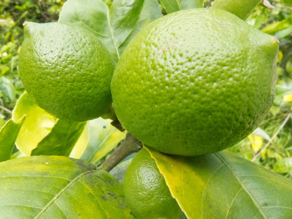 Zbliżenie jeszcze zielone cytryny owoce na drzewie — Zdjęcie stockowe