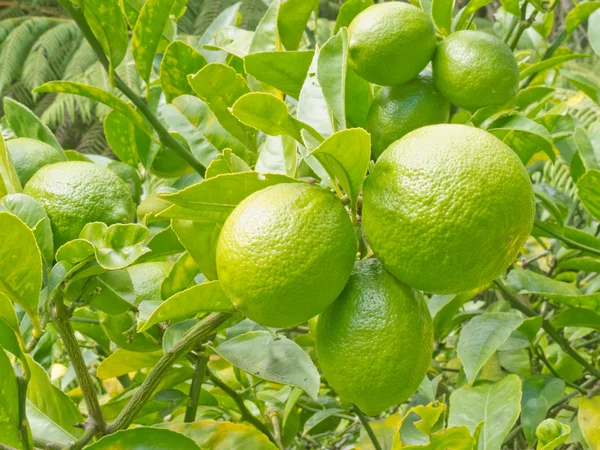 Primo piano di frutti di limone ancora verdi su albero — Foto Stock