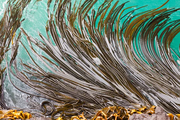 Lâminas Bule Kelp na textura de fundo da superfície — Fotografia de Stock