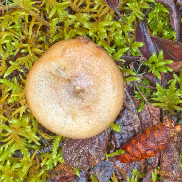 Delizioso latte Cap fungo cresce sul pavimento della foresta — Foto Stock