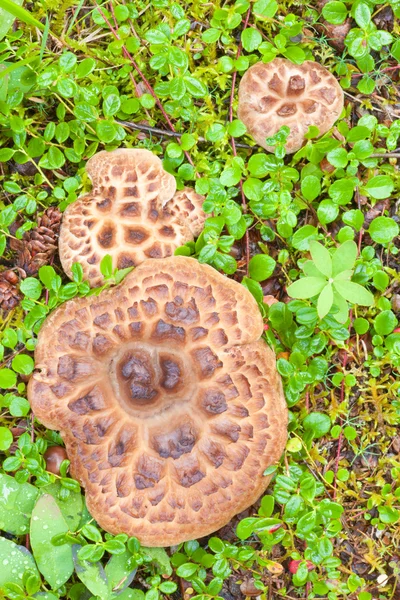 Shingled Hedgehog Mushroom growing on forest floor — Stock Photo, Image