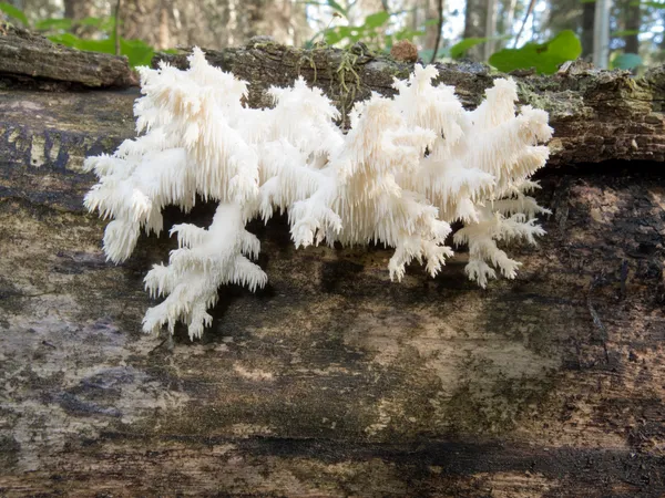 Delicioso hongo blanco comestible Coral Hericium — Foto de Stock