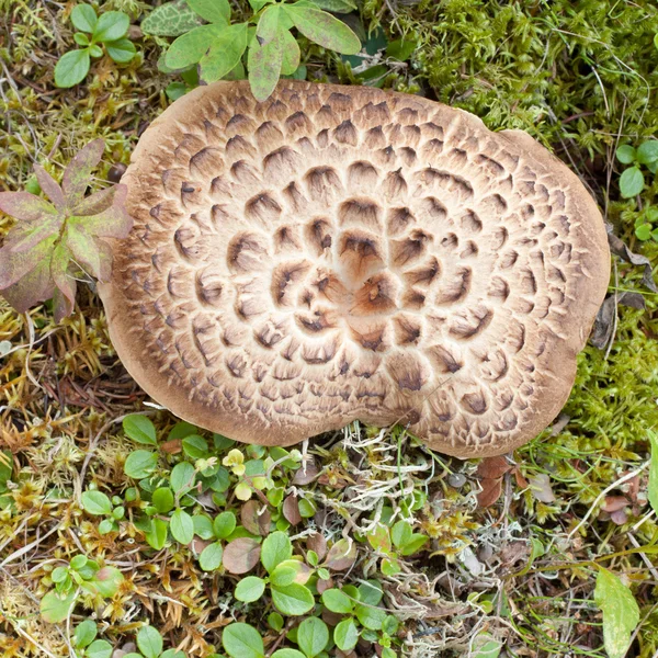 Shingled hedgehog svamp växer skogen — Stockfoto