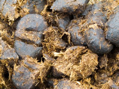 Close-up horse manure background texture pattern clipart
