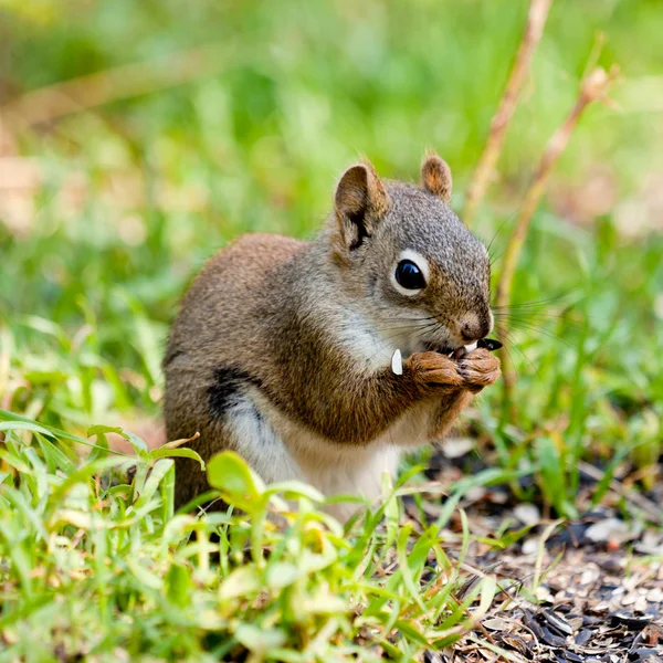 Cute Amerikaanse rode eekhoorn voeden met zonnebloemzaad — Stockfoto