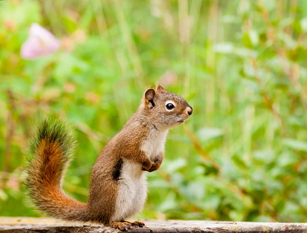 Neugierig süße amerikanische rote Eichhörnchen posiert wachsam — Stockfoto