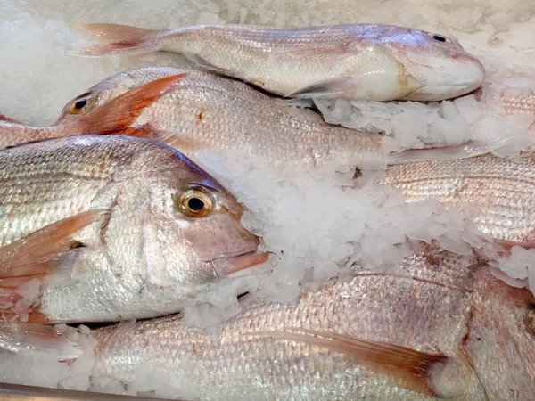 Προσφέρει φρέσκο ψάρι, διατηρημένα με απλή ψύξη με θρυμματισμένο πάγο — Φωτογραφία Αρχείου
