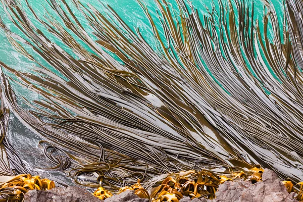 Cuchillas de algas toro sobre textura de fondo superficial — Foto de Stock