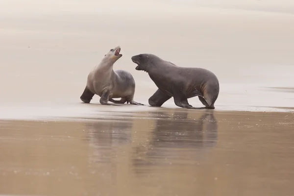 Ruwe verkering van mannelijke en vrouwelijke hoeren zeeleeuwen — Stockfoto