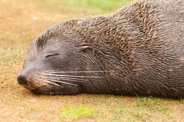 New Zealand fur seal Arctocephalus forsteri naps — Stockfoto