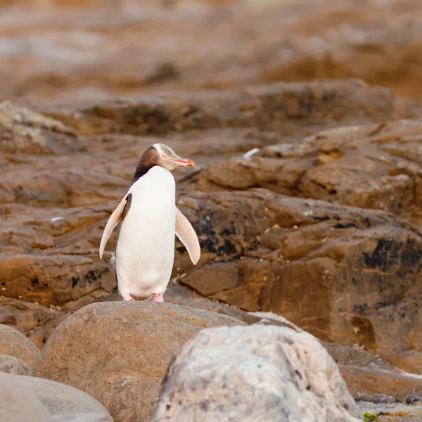 Volwassen nz geel-eyed pinguïn of middelgrote op oever — Stockfoto