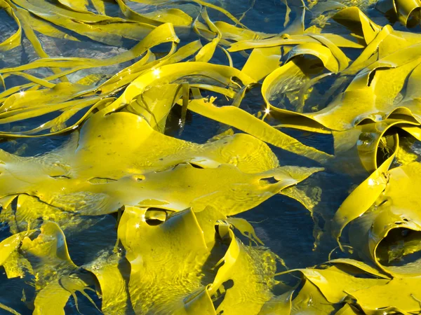Cuchillas de algas toro sobre textura de fondo superficial —  Fotos de Stock