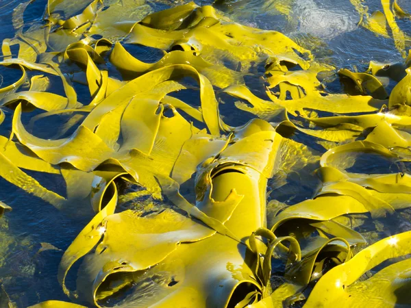 Bull kelp blad på ytan bakgrundsstruktur — Stockfoto