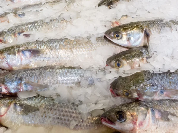 Oferuje świeże ryby schłodzone z kruszonym lodem — Zdjęcie stockowe
