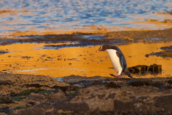 Volwassen nz geel-eyed pinguïn of middelgrote op oever — Stockfoto