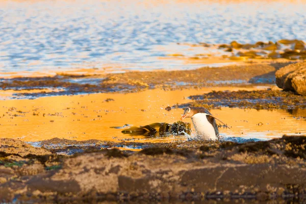 Adulto NZ Pinguim de olhos amarelos ou Hoiho na costa — Fotografia de Stock