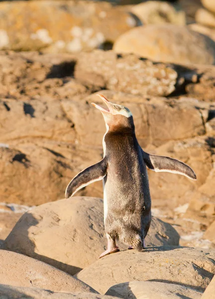 Adulto NZ Pinguino dagli occhi gialli o Hoiho sulla riva — Foto Stock