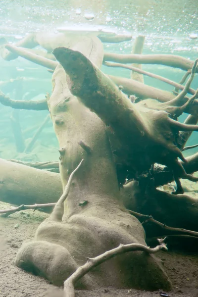 Sjunkna trä under isen i frysta beaver pond — Stockfoto