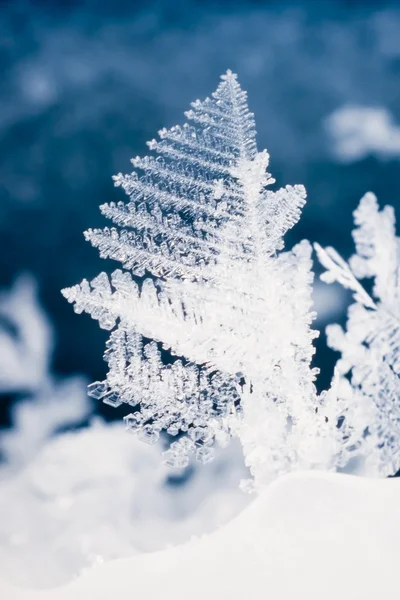 Close-up of real snowflake — Stock Photo, Image