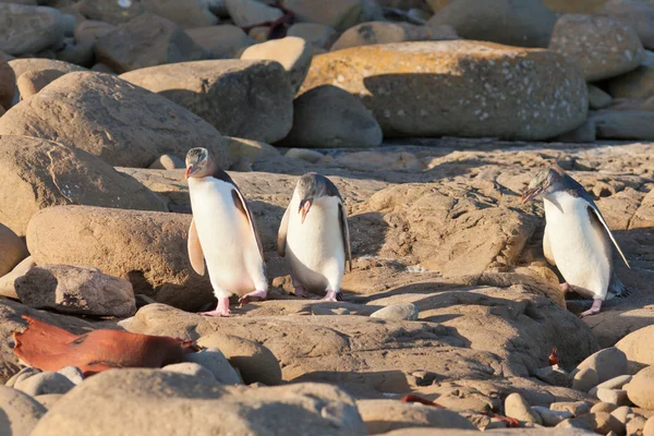 Οικογένεια πιγκουίνος κίτρινο-eyed nz ή hoiho στην ακτή Royalty Free Φωτογραφίες Αρχείου