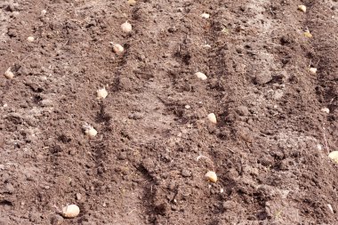 toprağa verdim Bahçe için patates tohumu filizlenme