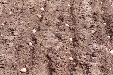 Sprouting seed potatoes to be burried in garden clipart