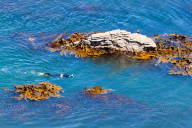 snorkeller Okyanusu arasında kayalar ve boğa kelp