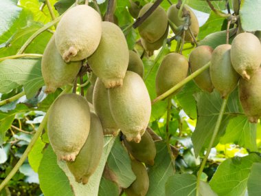 Ripe kiwifruits grown as an agricultural crop clipart
