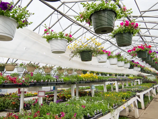 Flowers growing in foil hothouse of garden center — Stock Photo, Image